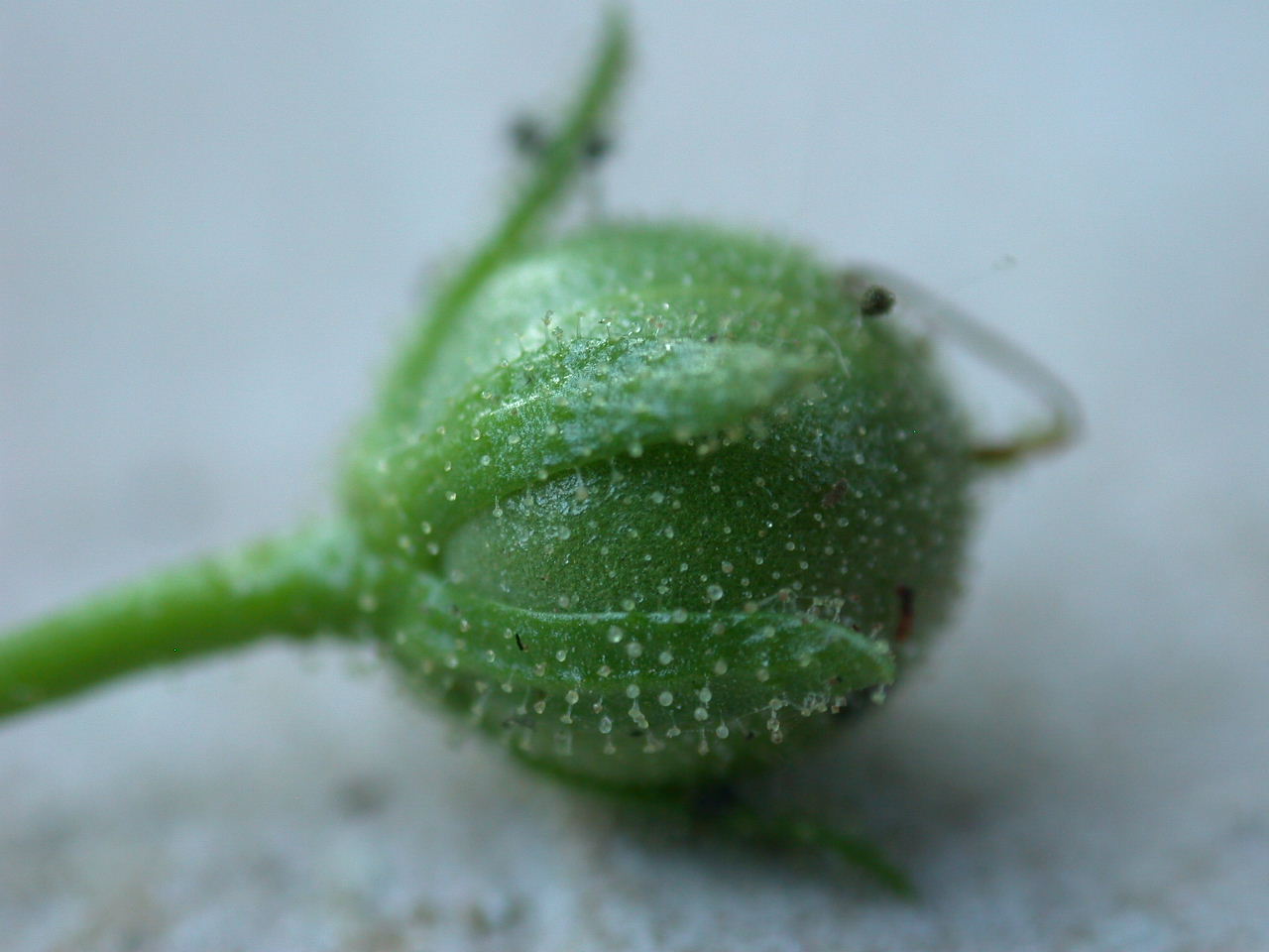 Verbascum blattaria / Verbasco polline